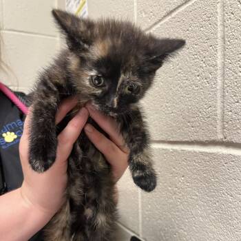 Banshee -  Domestic Short Hair Cat for Adoption in Bristol, Indiana - Banshee | PetCurious