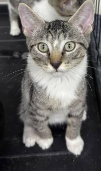Cutler -  Domestic Short Hair Cat for Adoption in Port Barrington, Illinois - Cutler | PetCurious