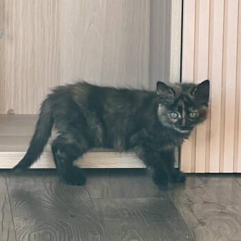 Dragon -  Domestic Short Hair Cat for Adoption in Cumming, Georgia - Dragon | PetCurious