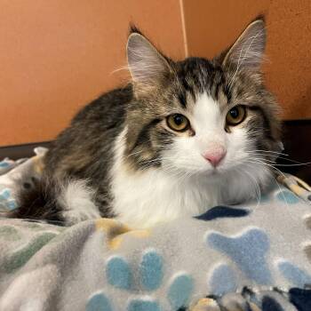 Domestic Medium Hair Cats Available for Adoption in Rochester, Minnesota - Mikey | PetCurious