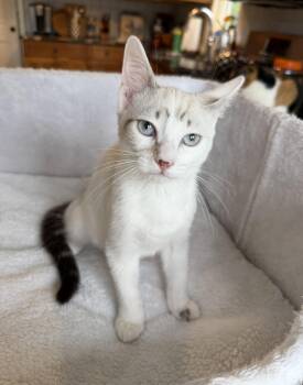 Hattie -  Siamese and Domestic Short Hair Cat for Adoption in Wayne, New Jersey - Hattie | PetCurious