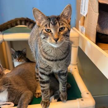 Baboon -  Domestic Short Hair Cat for Adoption in Mankato, Minnesota - Baboon | PetCurious