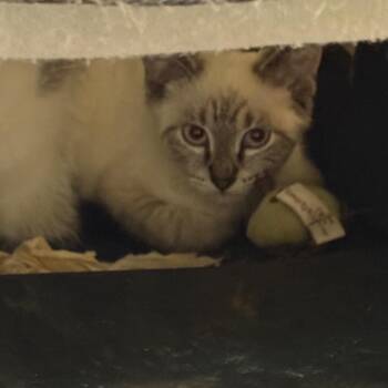 Summer -  Siamese and Domestic Short Hair Cat for Adoption in Silver Spring, Maryland - Summer | PetCurious