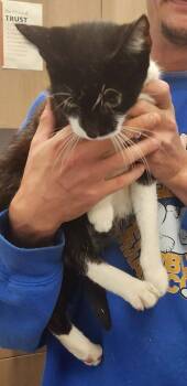 Bridget -  Domestic Short Hair Cat for Adoption in Republic, Missouri - Bridget | PetCurious