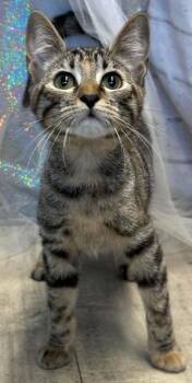 Lexus -  Domestic Short Hair Cat for Adoption in Shreveport, Louisiana - Lexus | PetCurious