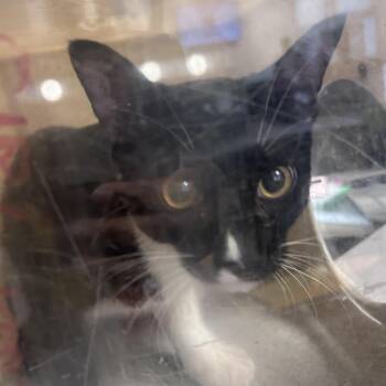 Domestic Short Hair Cats Available for Adoption in Philadelphia, Pennsylvania - Monopoly | PetCurious