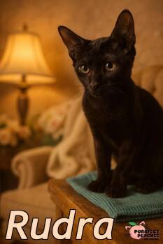 Rescue Domestic Short Hair Cats for Adoption in Douglasville, Georgia - Rudra | PetCurious