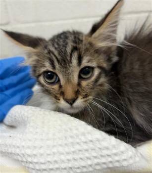 A274124 -  Domestic Medium Hair Cat for Adoption in Chula Vista, California - A274124 | PetCurious