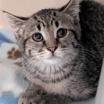 Domestic Short Hair Cats Available for Adoption in Watertown, New York - Serrano | PetCurious