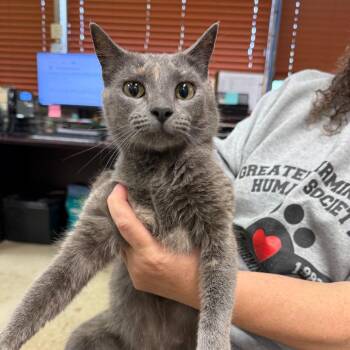 Skylar -  Domestic Short Hair Cat for Adoption in Birmingham, Alabama - Skylar | PetCurious