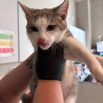 Winter -  Domestic Short Hair Cat for Adoption in Huntington, West Virginia - Winter | PetCurious