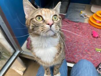 Domestic Short Hair Cats Available for Adoption in Fort Wayne, Indiana - REINA | PetCurious