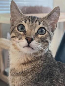 Domestic Short Hair Cats Available for Adoption in Salinas, California - Benny | PetCurious