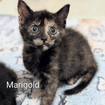 Marigold -  Tortoiseshell Cat for Adoption in Southern Pines, North Carolina - Marigold | PetCurious