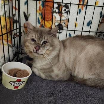 Mushu & Kahuna -  Domestic Long Hair and Domestic Short Hair Cat for Adoption in Lincoln, Nebraska - Mushu & Kahuna | PetCurious