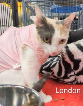 London -  Domestic Short Hair Cat for Adoption in St. Catharines, Ontario - London | PetCurious