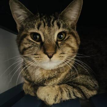 Domestic Short Hair Cats Available for Adoption in Sandy Springs, Georgia - Asgard | PetCurious