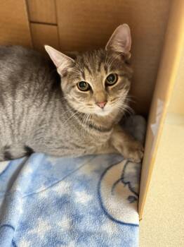 Rescue Domestic Short Hair Cats for Adoption in Hackensack, Minnesota - Dunk | PetCurious