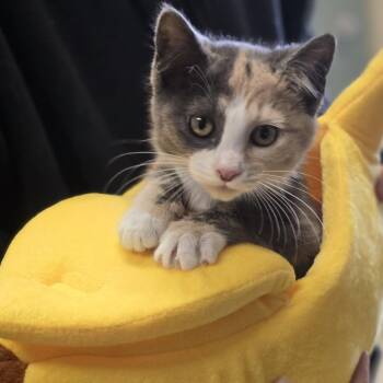 Domestic Short Hair Cats Available for Adoption - Bug | PetCurious