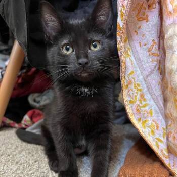 Sam -  Domestic Short Hair Cat for Adoption in Millcreek, Utah - Sam | PetCurious
