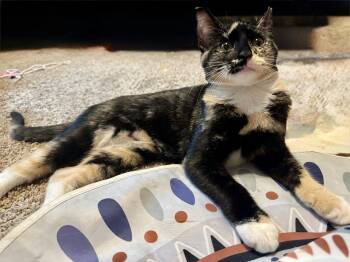 Chispa -  Domestic Short Hair Cat for Adoption in Houston, Texas - Chispa | PetCurious