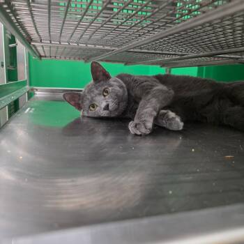 Domestic Short Hair Cats Available for Adoption in Mount Vernon, Indiana - Chubbs | PetCurious