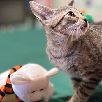Gronkle -  Domestic Short Hair Cat for Adoption in South Elgin, Illinois - Gronkle | PetCurious