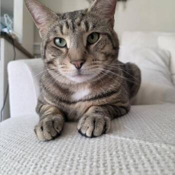 Jake (no, not Jake from State Farm) -  Domestic Short Hair Cat for Adoption in Manassas, Virginia - Jake (no, Not Jake From State Farm) | PetCurious