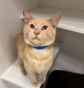 Cheddar -  Domestic Short Hair Cat for Adoption in Frankfort, Kentucky - Cheddar | PetCurious
