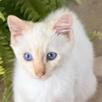 Henry -  Siamese and Domestic Short Hair Cat for Adoption in Gastonia, North Carolina - Henry | PetCurious