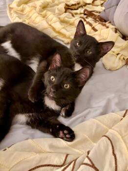 Little Bear & Little Brother -  Domestic Short Hair Cat for Adoption in Crystal Lake, Illinois - Little Bear & Little Brother | PetCurious