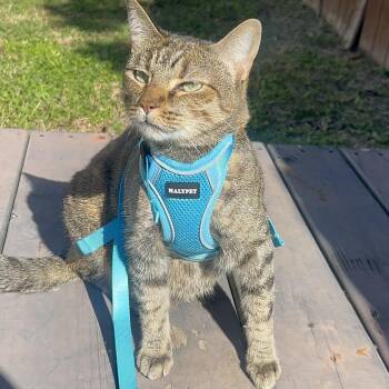 Torbie Cats Available for Adoption in Liverpool, Texas - Cleo | PetCurious