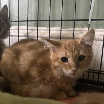 Scotch Bonnet -  Domestic Medium Hair Cat for Adoption in Richmond, Virginia - Scotch Bonnet | PetCurious