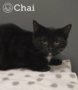 Rescue Domestic Short Hair Cats for Adoption in Montreal, Quebec - Chai | PetCurious