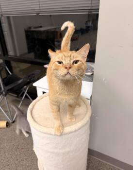 Cheddar Bob -  Domestic Short Hair and Tabby Cat for Adoption in Batesville, Arkansas - Cheddar Bob | PetCurious