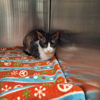 Rescue Domestic Short Hair Cats for Adoption in Gautier, Mississippi - Miss Meow | PetCurious