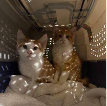 Domestic Short Hair Cats Available for Adoption - Biscuit + Croissant (kitten Pair) | PetCurious