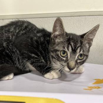 Dee -  Domestic Short Hair Cat for Adoption in Tampa, Florida - Dee | PetCurious
