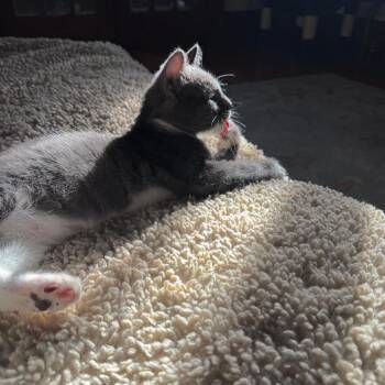 Khan C70787 -  Domestic Short Hair Cat for Adoption in Minnetonka, Minnesota - Khan C70787 | PetCurious