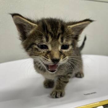 Dover -  Domestic Short Hair Cat for Adoption in Tampa, Florida - Dover | PetCurious