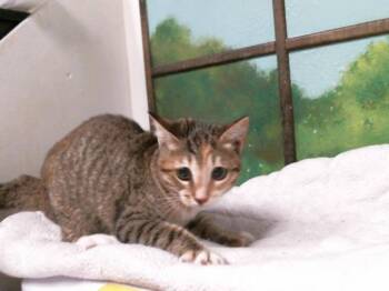 WAVERLY -  Domestic Short Hair Cat for Adoption in Houston, Texas - WAVERLY | PetCurious