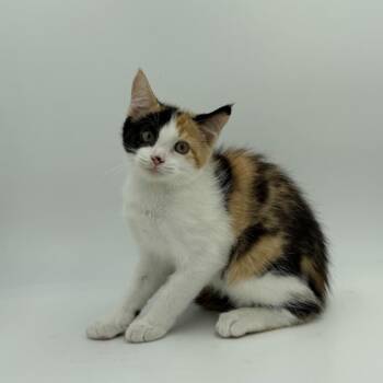 Orla -  Domestic Short Hair Cat for Adoption in State College, Pennsylvania - Orla | PetCurious