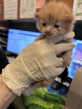 ORANGE -  Domestic Short Hair Cat for Adoption in West Valley City, Utah - ORANGE | PetCurious