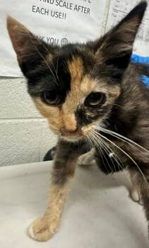 A273811 -  Domestic Short Hair Cat for Adoption in Chula Vista, California - A273811 | PetCurious