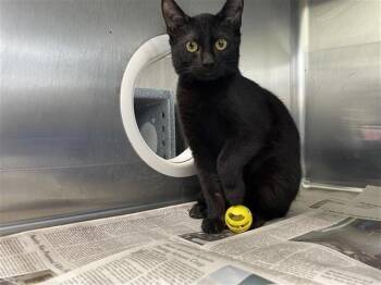 Domestic Short Hair Cats Available for Adoption - SOLAR | PetCurious