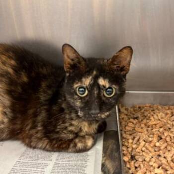 Domestic Short Hair Cats Available for Adoption in Corpus Christi, Texas - Bright Heart | PetCurious