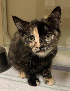 Taffy -  Domestic Short Hair Cat for Adoption in Christiansburg, Virginia - Taffy | PetCurious