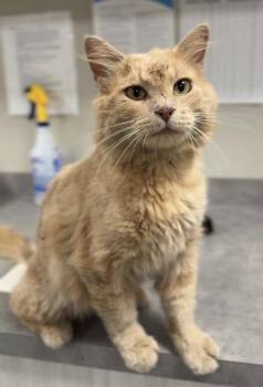 Indiana Jones -  Domestic Long Hair Cat for Adoption in Bemidji, Minnesota - Indiana Jones | PetCurious
