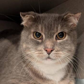 Stirling -  Domestic Short Hair Cat for Adoption in Alexandria, Virginia - Stirling | PetCurious