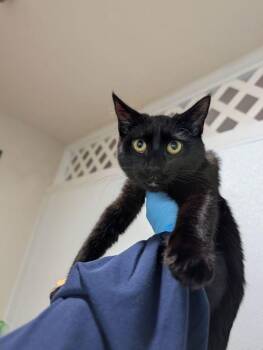 Candy Corn -  Domestic Short Hair Cat for Adoption in Sherwood, Oregon - Candy Corn | PetCurious